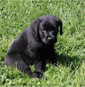 blacklab[1].jpg